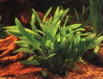 CRYPTOCORYNE